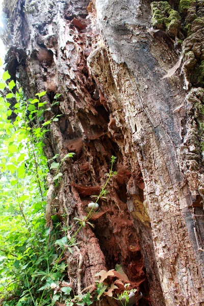 Vecchio albero — Foto Stock