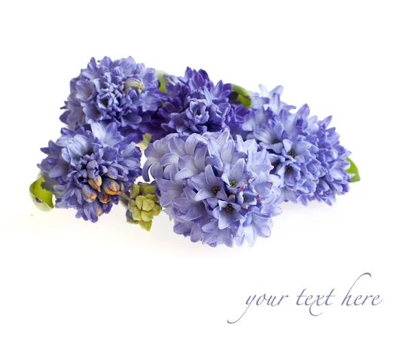 Blå hyacinter — Stockfoto