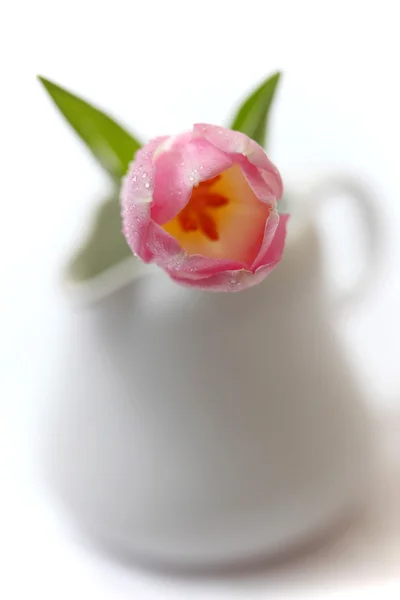 Tulipán en una jarra de leche blanca — Foto de Stock