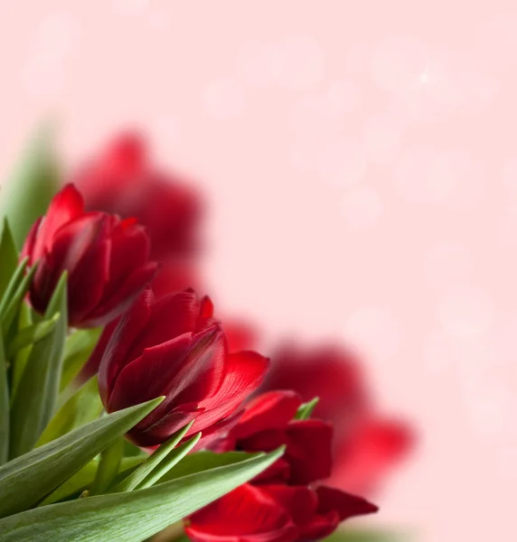 Fondo rojo tulipán — Foto de Stock