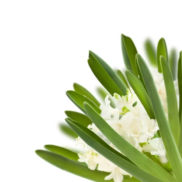 Collage jacinto blanco —  Fotos de Stock