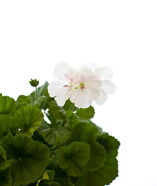 Biały geranium — Zdjęcie stockowe