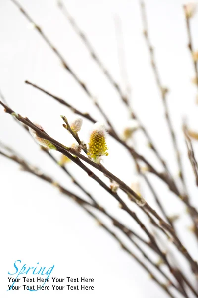 Chatte saule en fleur — Photo