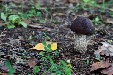 Kırmızı şapkalı scaber taciz ormanda