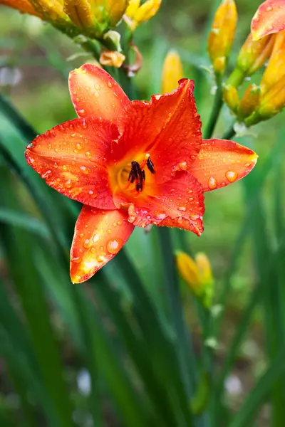 Lily. — Foto de Stock