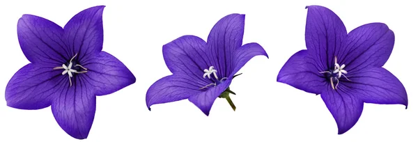 Bellflower — Stockfoto