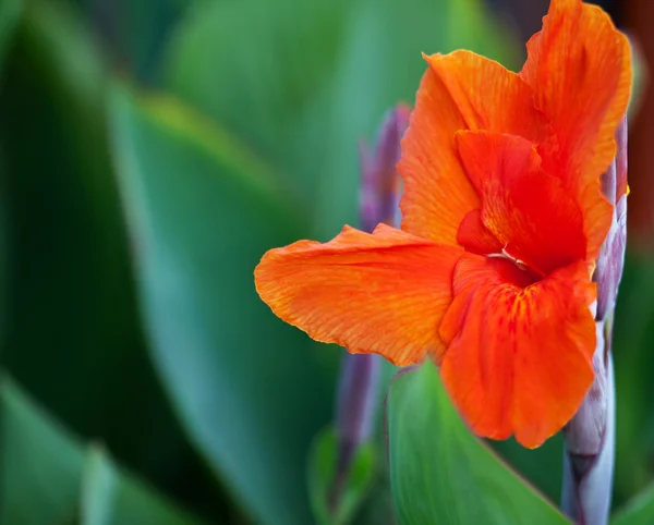 Flor tropical — Foto de Stock