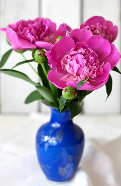 Peonie — Foto Stock