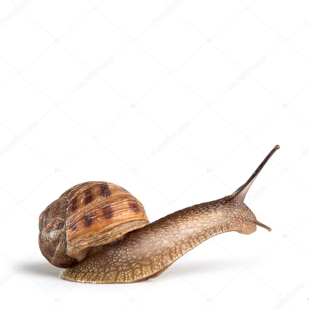 Garden snail isolated