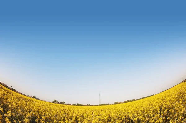 Vista de olho de peixe de campo de flores amarelas com céu azul e espaço de cópia — Fotografia de Stock