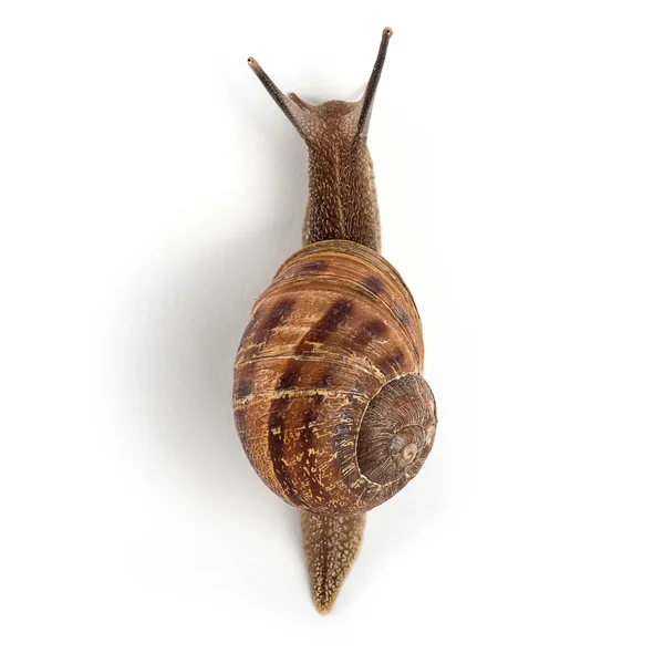 Garden snail isolated on white background. — Stock Photo, Image