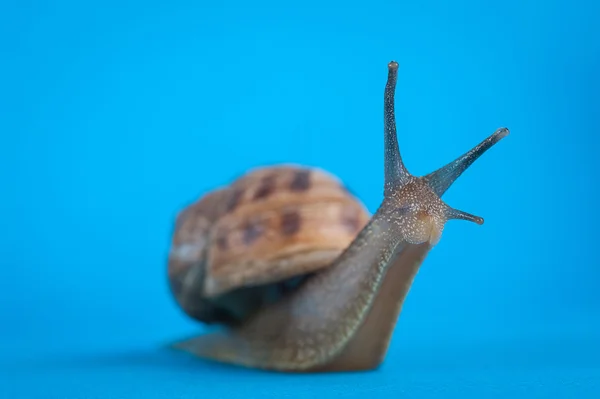 Caracol de jardim isolado no fundo azul . — Fotografia de Stock