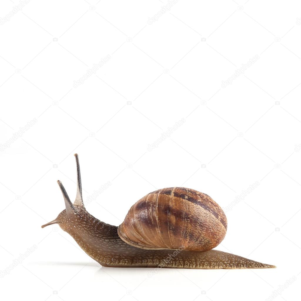 Garden snail isolated on white background.