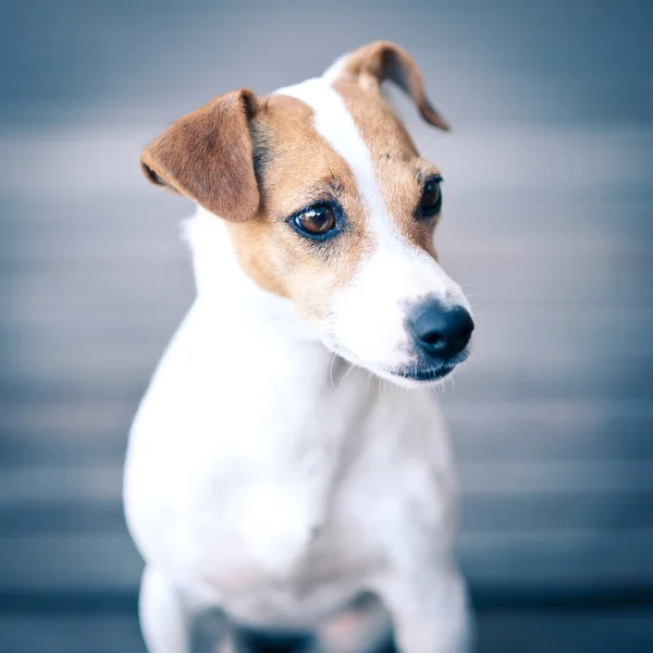 Jack Russell terrier retrato . — Fotografia de Stock