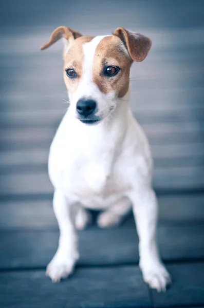 Jack Russell terrier retrato . — Fotografia de Stock