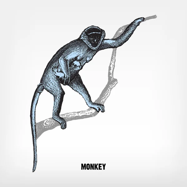 Engraving vintage Monkey — Stock Vector