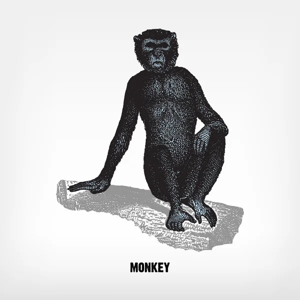 Gravur Vintage Monkey — Stockvektor