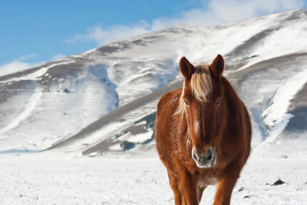 Vackra gratis röd hingst på vintern bakgrund — Stockfoto