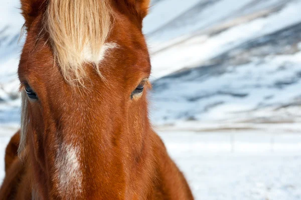 Bello stallone rosso libero su sfondo invernale — Foto Stock