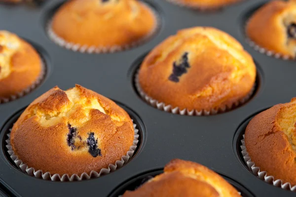 Blueberry tray of muffins background — Stock Photo, Image