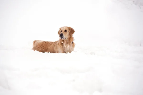 Golden Retriever playing outside in the snow — Stock Photo, Image