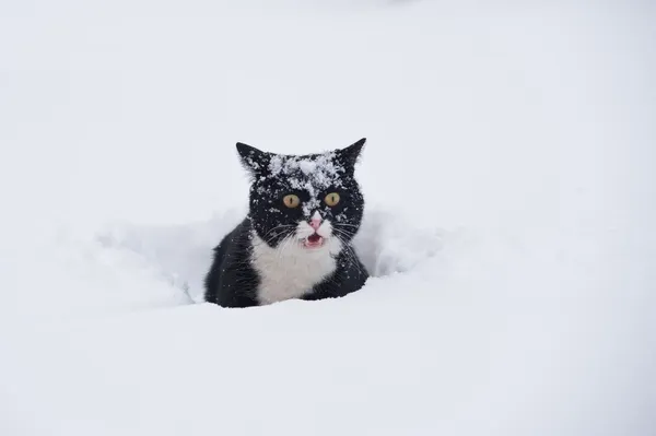 Kucing hitam dan putih berjalan di salju — Stok Foto