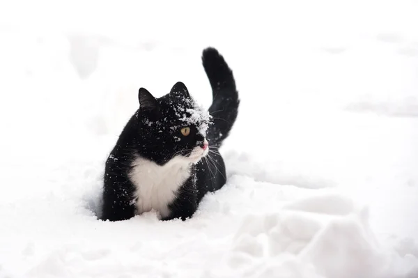 Svart och vit katt går i snön — Stockfoto