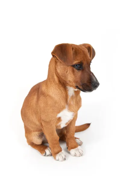 Half-breed dog isolated on a white background — Stock Photo, Image