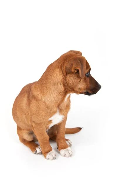 Chien métis isolé sur fond blanc — Photo