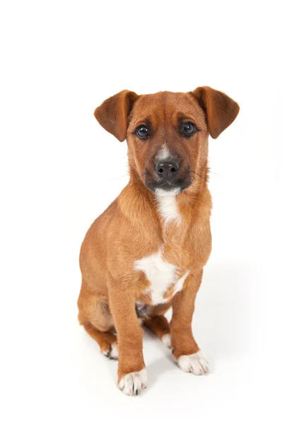 Mischlingshund isoliert auf weißem Hintergrund — Stockfoto