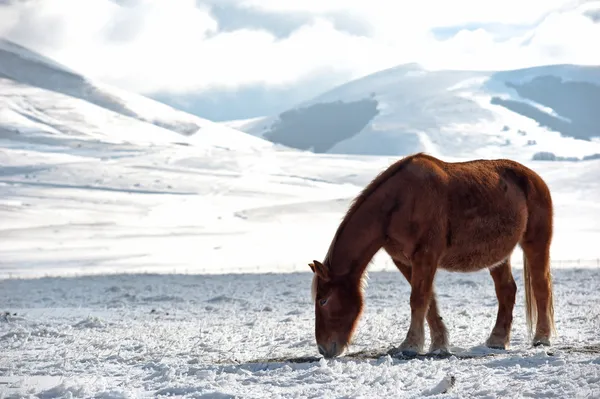Bello stallone rosso libero su sfondo invernale — Foto Stock