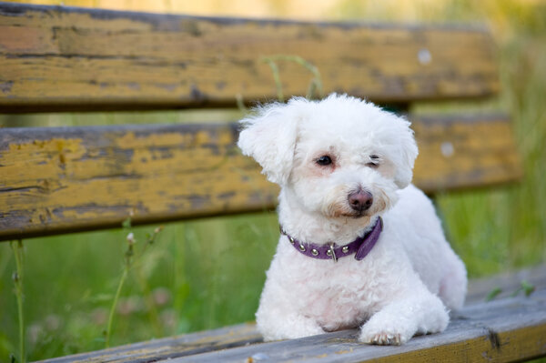 Maltese dog on a bench outdoor