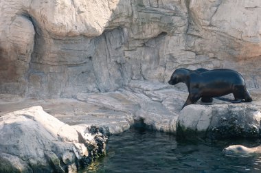 deniz aslanı hayvanat bahçesinde yürüyüş