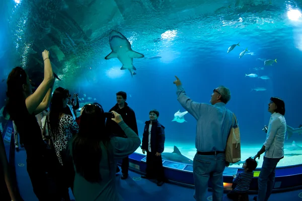 VALENCIA, SPAIN - MARCH 30: i undervannstunnel i Oceanographic Science Center med mer enn 45.000 eksempler på 500 forskjellige marine arter. 30. mars 2012 i Valencia, Spania – stockfoto