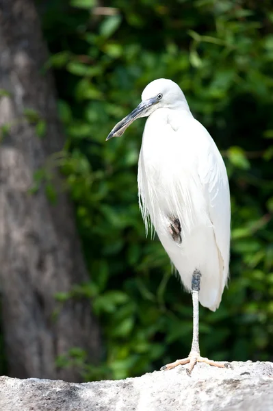 White heron — Stock Photo, Image