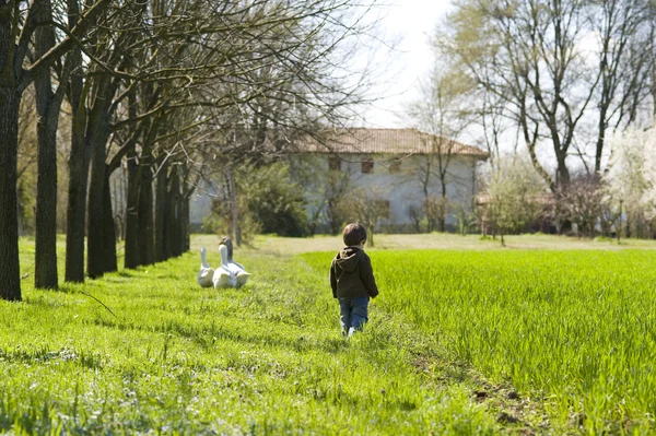 Paesaggio di campagna, bambino con anatre — Foto Stock