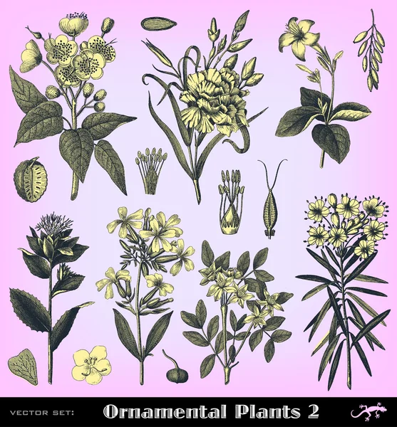 Gravure ensemble de plantes vintage — Image vectorielle