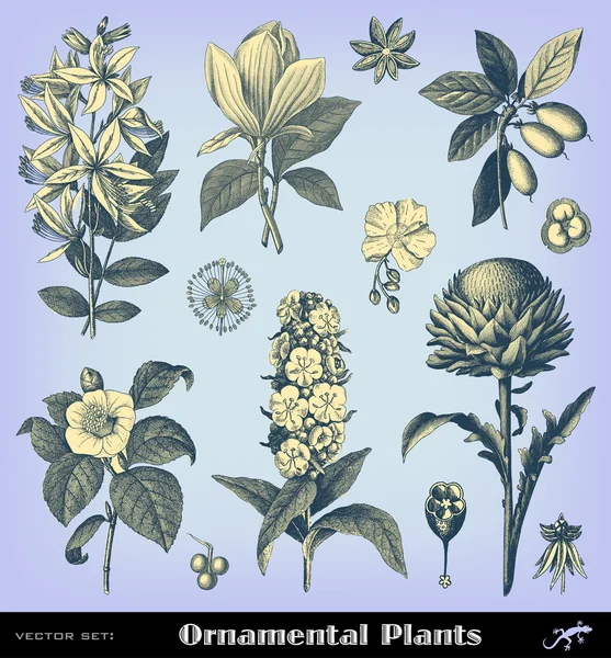 Gravure ensemble de plantes vintage — Image vectorielle