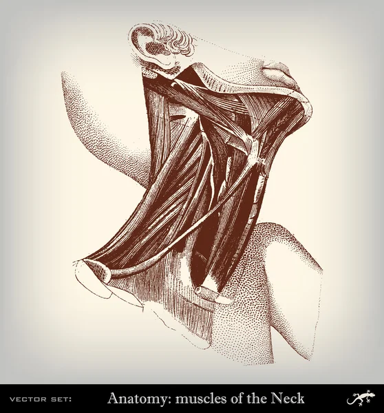 oyma vintage muscolar sistemi