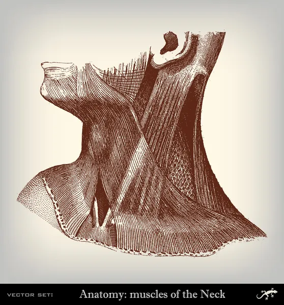 Гравировка винтажной мышечной системы — стоковый вектор