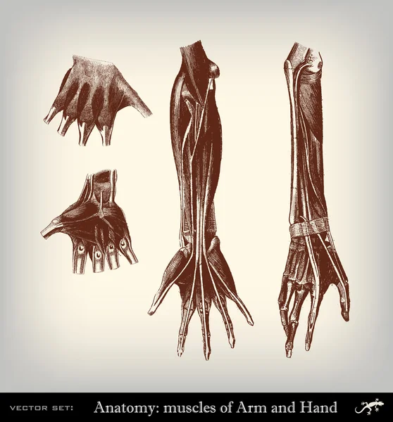 Gravure vintage muscolar systeem — Stockvector