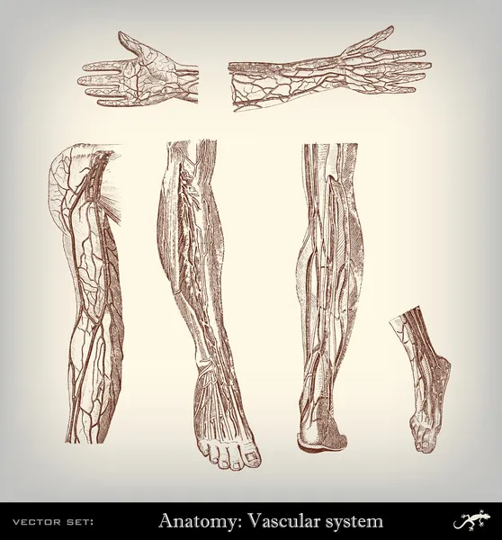 Gravure vintage système vasculaire — Image vectorielle