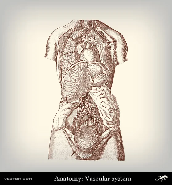 Gravação do sistema vascular vintage —  Vetores de Stock