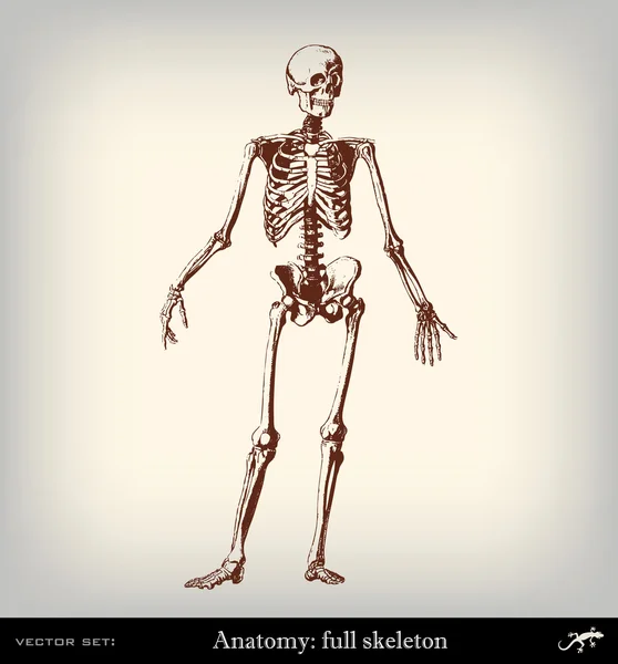 Gravur Vintage vollständiges Skelett — Stockvektor