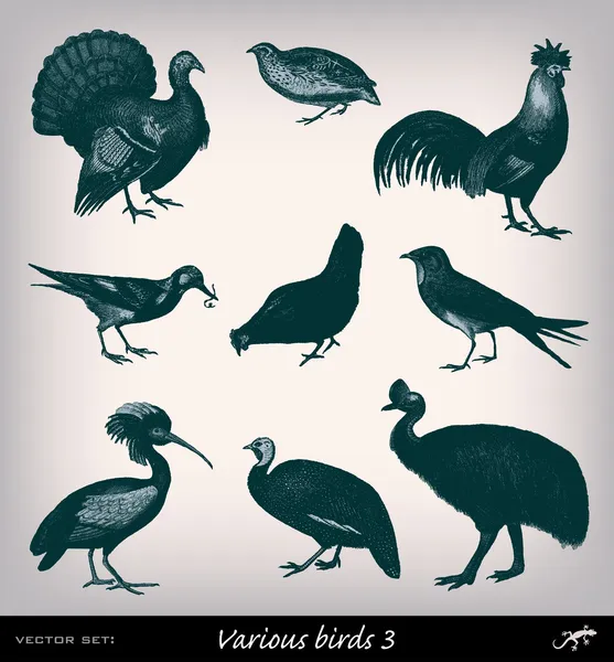 Engraving vintage Bird set — Stock Vector