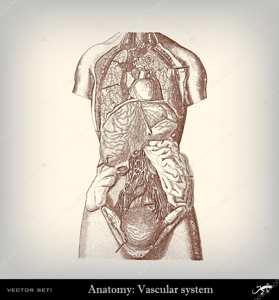 Engraving vintage vascular system