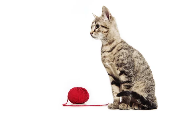 Cute baby cat playing with ball of red yarn isolated on white background — Stock Photo, Image