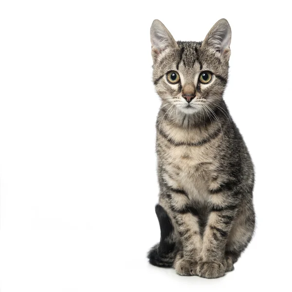 Pequeño gatito gris aislado sobre fondo blanco —  Fotos de Stock