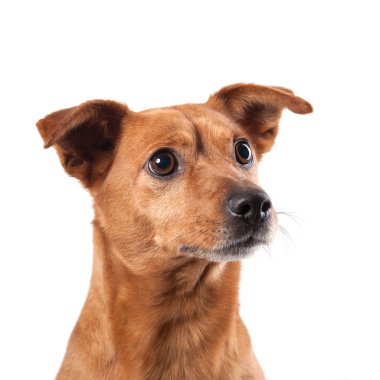 Melez köpeği beyaz zemin üzerine izole.