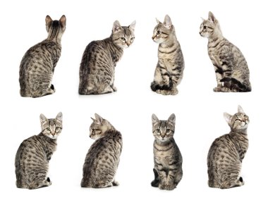 Collage of Little gray cat in different positions isolated on wh